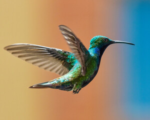 hummingbird in flight