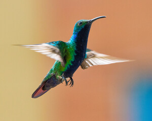 hummingbird in flight