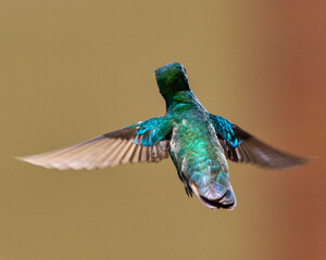 hummingbird in flight