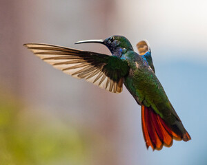 hummingbird in flight