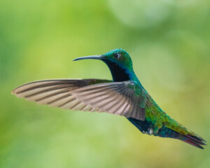 hummingbird in flight