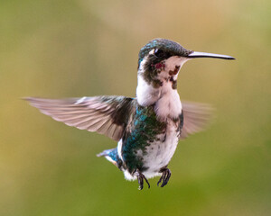 hummingbird in flight