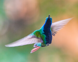hummingbird in flight
