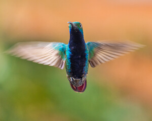 hummingbird in flight