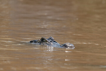 Caiman in the water