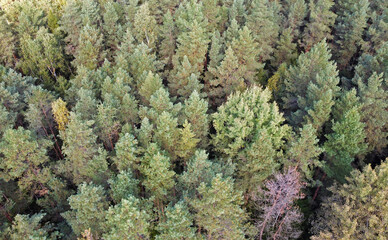 Top view of beautiful green coniferous forest with fir trees and pines