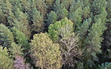 Top view of beautiful green coniferous forest with fir trees and pines