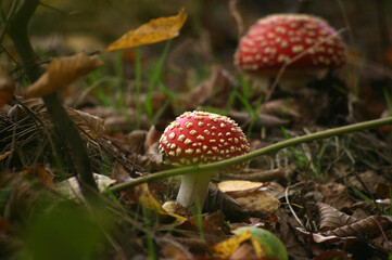grzyb, muchomor, © Lula4ever