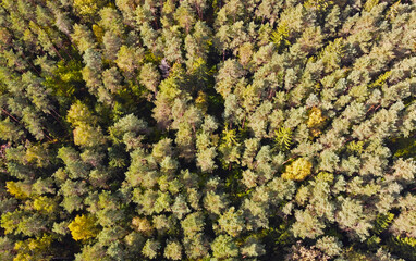 Top view of a beautiful green coniferous forest. Natural tree tops texture