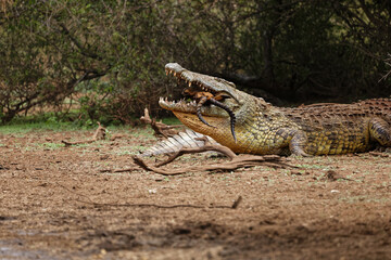 Crocodile with its catch of the day.