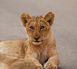 Young Simba
