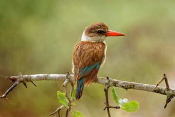 Brown Hooded Kingfisher
