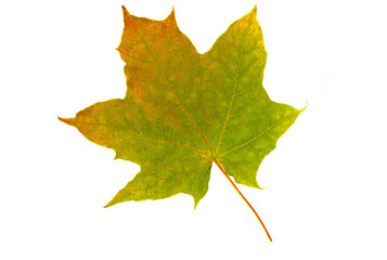 Green, orange autumn leaf isolated on white background