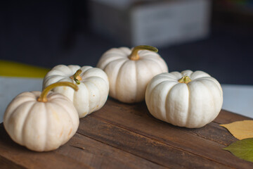 beautiful decorative pumpkin on a yellow background. High quality photo