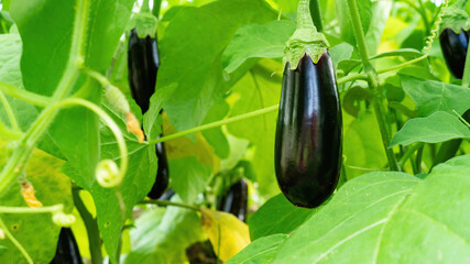 Ripe eggplant fruit on a bush close-up with copy space. Growing organic eggplants in a greenhouse on a farm. Purple eggplants grow in the garden bed. Large purple glossy fruit.