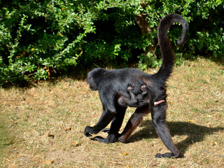 Black-headed spider monkey (Ateles fusciceps) walking with its cub hanging on its belly 