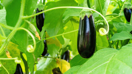 Ripe eggplant fruits.  Large purple eggplant fruits on the branches in the greenhouse. Organic vegetables are grown on a farm household. Eggplants grow in the beds close-up view.