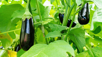Eggplants grow in the beds close-up view. Large purple eggplant fruits on the branches in the...
