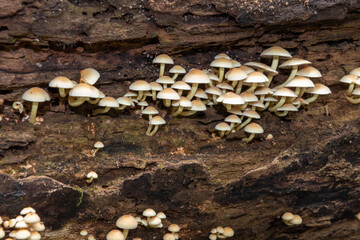 Close up of wild mushrooms growing on a log in a forest