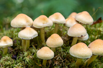 Close up of wild mushrooms growing on a log in a forest