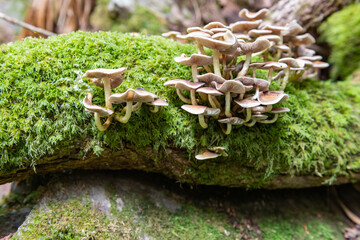 Close up of wild mushrooms growing on a log in a forest