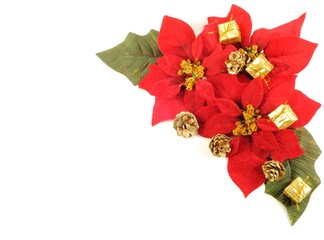 Poinsettias red flowers decor, over white copy space