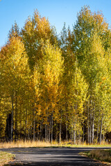 Oregon Aspen trees at end of the road