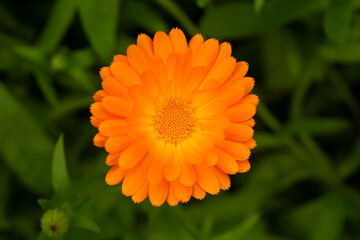 Beautiful single orange calendula or marigold flower in green foliage