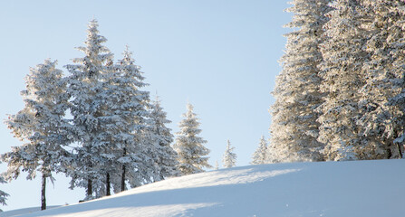 amazing winter landscape with snowy fir trees