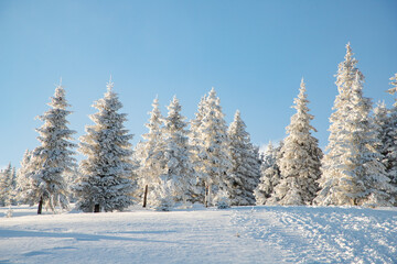 amazing winter landscape with snowy fir trees