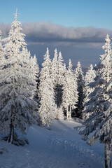 amazing winter landscape with snowy fir trees