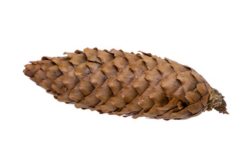 A fir a cone on a white background