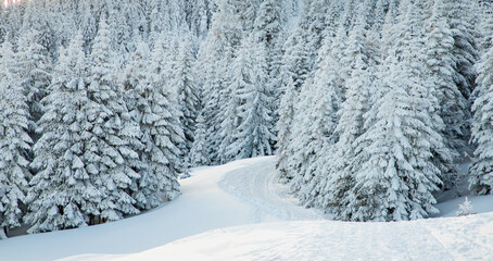 amazing winter landscape with snowy fir trees