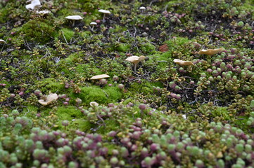 Green roof in urban environment. London, UK. Turf on the top of the garden shed. A green roof resembling a lawn or a flower meadow on garden shed sloping roof. Eco roof.