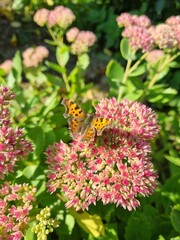 Butterfly on a flower