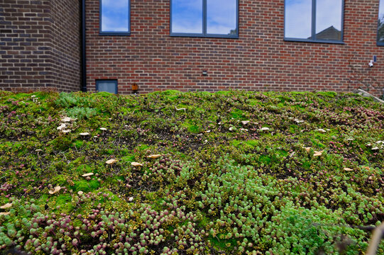 Green Roof In Urban Environment. London, UK. Turf On The Top Of The Garden Shed. A Green Roof Resembling A Lawn Or A Flower Meadow On Garden Shed Sloping Roof. Eco Roof.