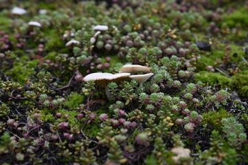Green roof in urban environment. London, UK. Turf on the top of the garden shed. A green roof resembling a lawn or a flower meadow on garden shed sloping roof. Eco roof.
