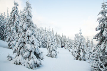 amazing winter landscape with snowy fir trees