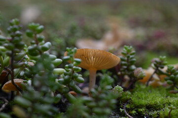 Green roof in urban environment. London, UK. Turf on the top of the garden shed. A green roof resembling a lawn or a flower meadow on garden shed sloping roof. Eco roof.