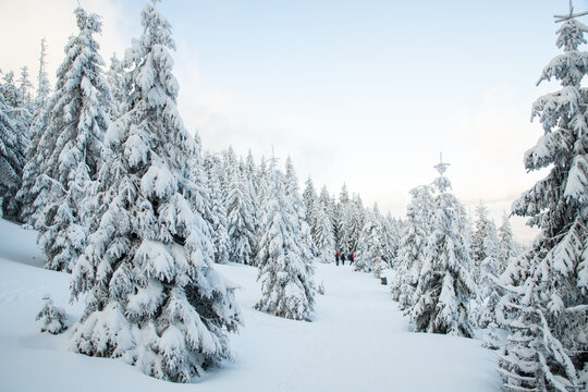 amazing winter landscape with snowy fir trees © Melinda Nagy