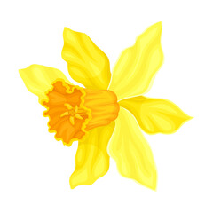 Bright Yellow Flower with Showy Petals and Stamen Closeup Vector Illustration