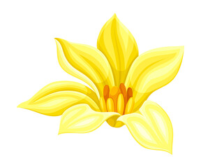 Bright Yellow Flower with Showy Petals and Stamen Closeup Vector Illustration