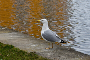 A gull bird sits by the water.