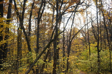 Obraz premium sunset in the forest