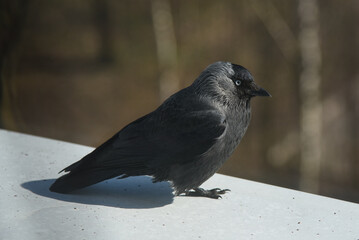 A crow chick sits on a windowsill.