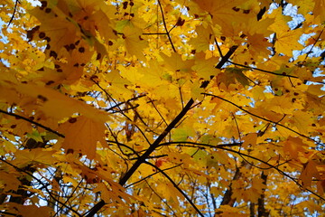 autumn leaves in the sky
