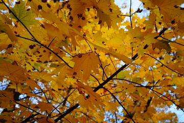 autumn leaves in the sun
