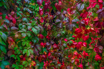 red and yellow leaves 