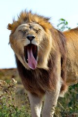 Fototapeta na wymiar Lion (Panthera leo) standing and sticking its tongue out and seen from front