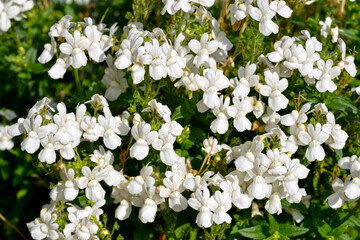 Background of white lobelia flowers - obrazy, fototapety, plakaty